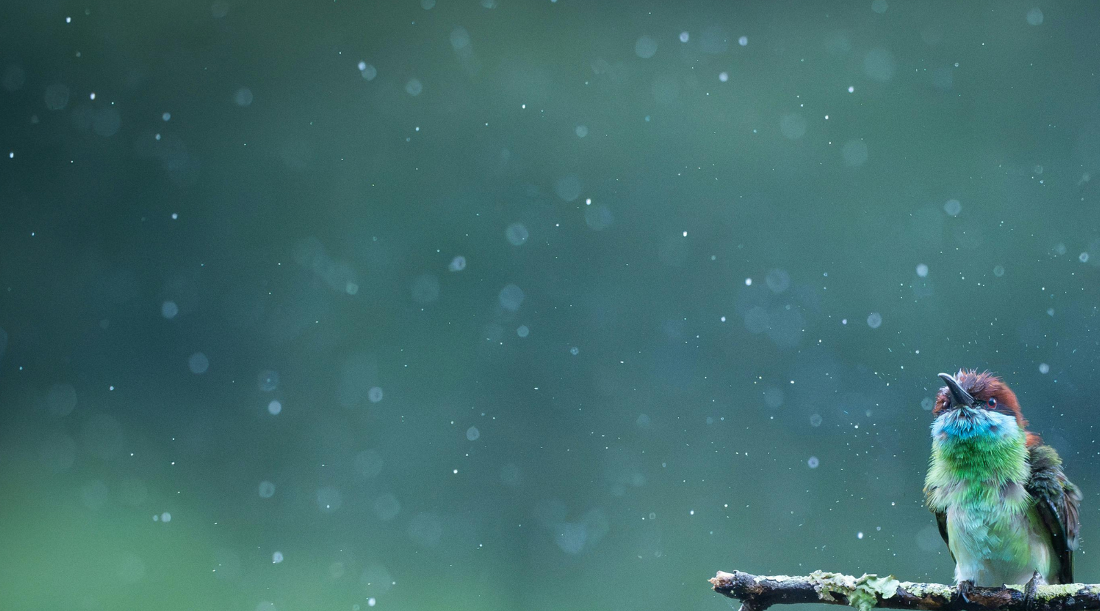 Celebrating National Wildlife Day: Protecting Habitats and Water Through Rainwater Harvesting