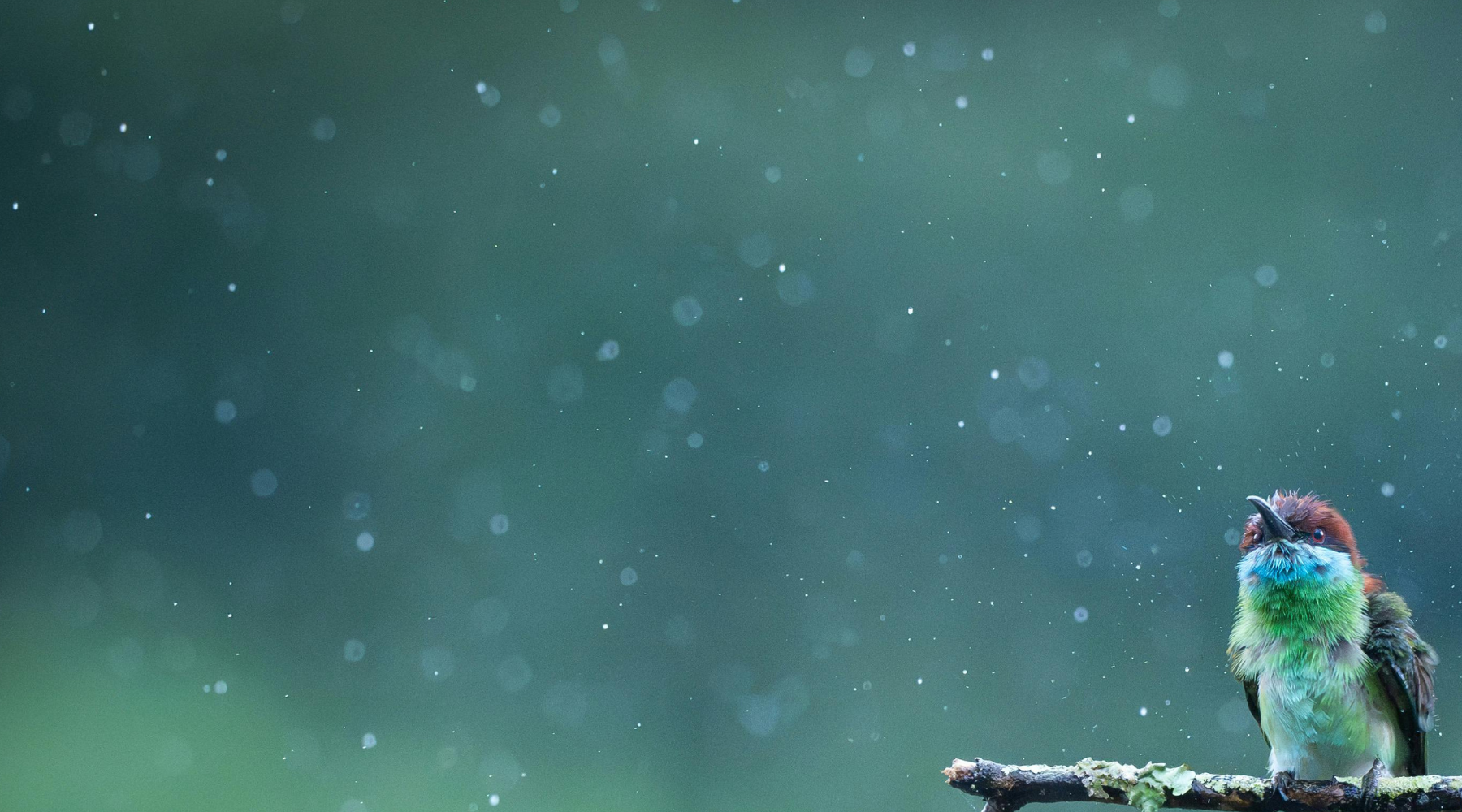 Celebrating National Wildlife Day: Protecting Habitats and Water Through Rainwater Harvesting